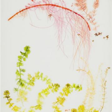 Anda Dubinskis Pondwater, 2002 Acrylic on mylar — 21"H x 17"W 