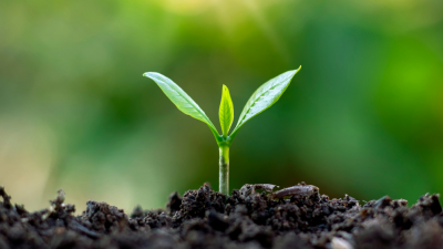 sprout growing out of the ground