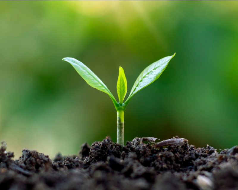 Image of a sprout coming out of the ground